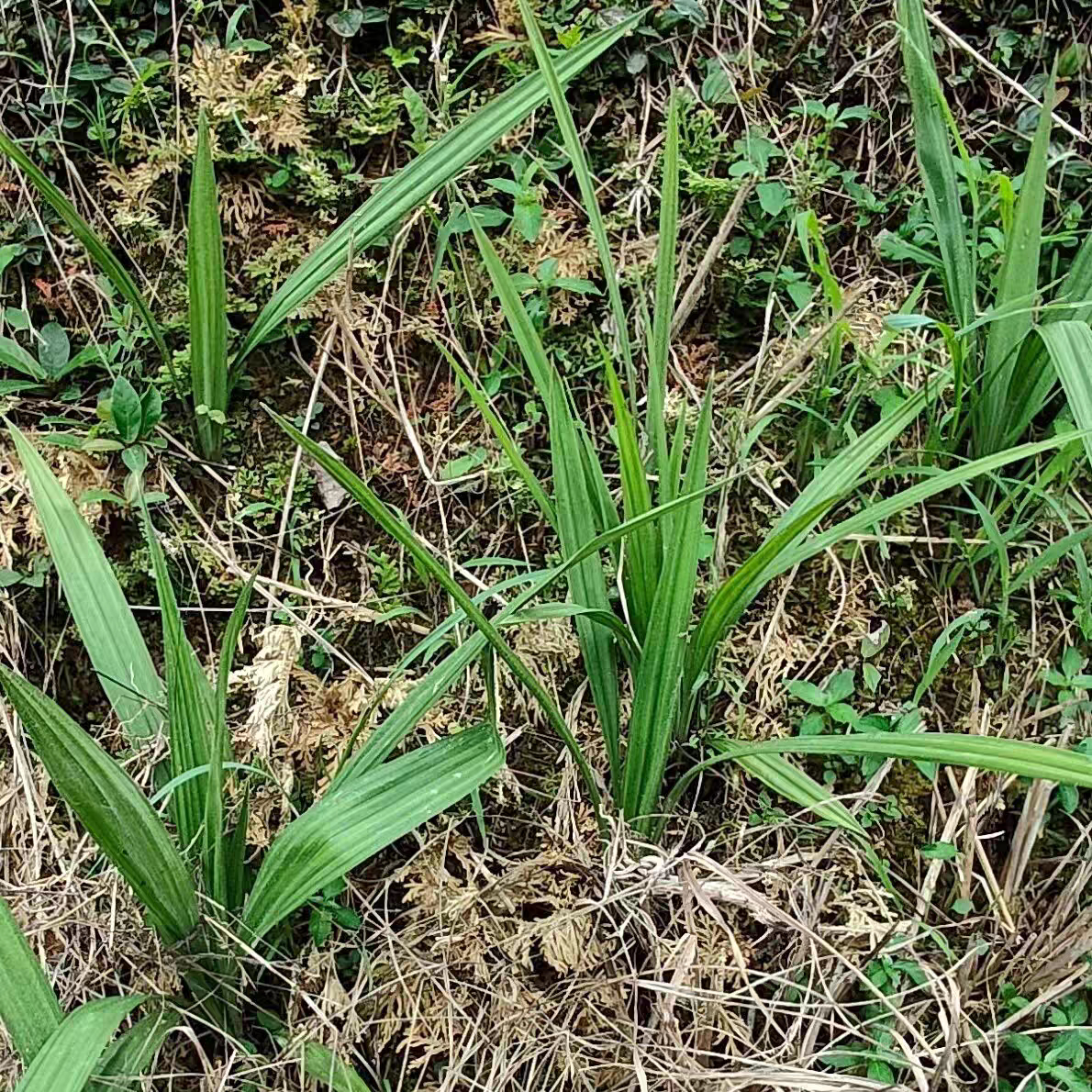 食用仙茅草根 泡酒中药材新鲜独脚仙茅苗地棕根独角仙矛500克包邮