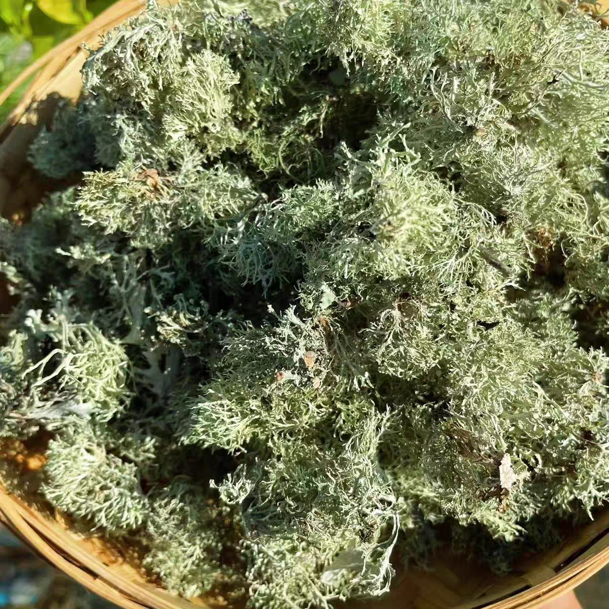 云南野生树花菜特产菌类干货特色凉拌野菜