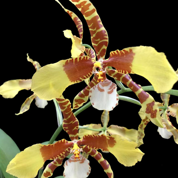 绿缘兰花大黄峰罗斯兰 花大开花性好文心兰室内桌面洋兰盆栽