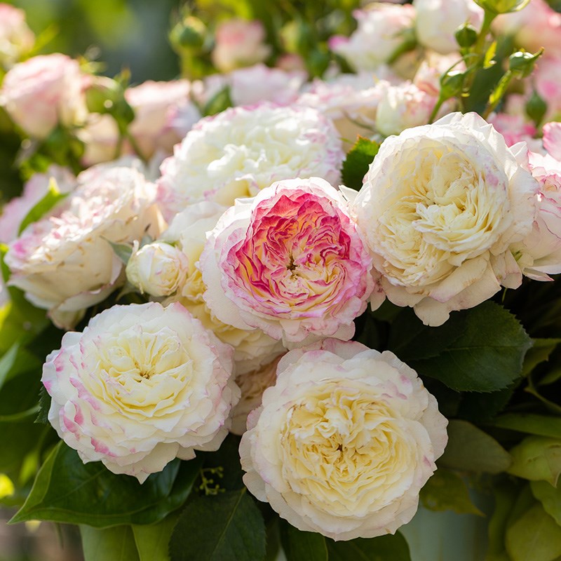 天狼月季 初妆 自育月季玫瑰 多季粉白复色直立丰花灌木月季