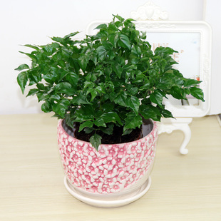 幸福树小盆栽植物常青客厅大盆景平安树树苗桩易存活花卉绿植