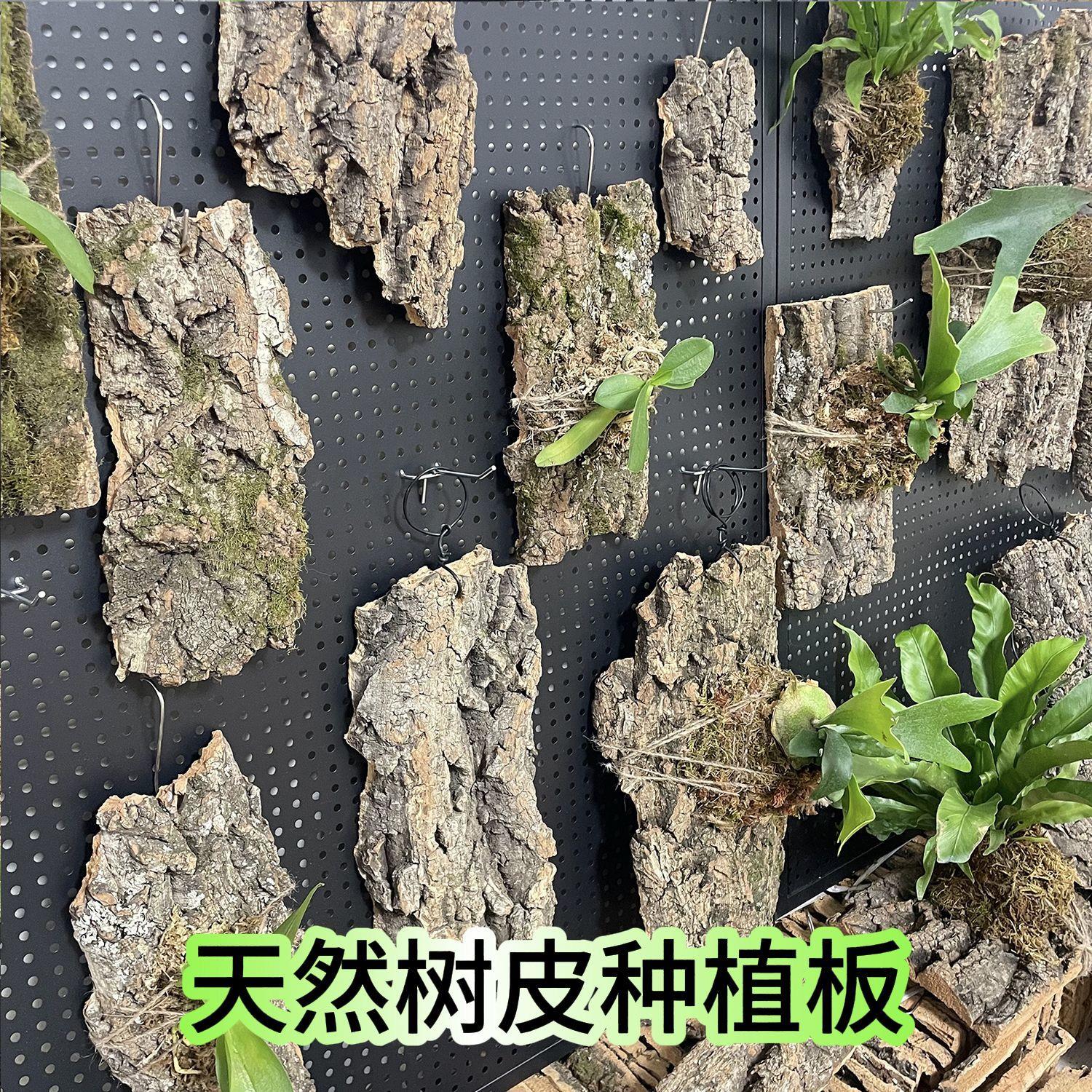 树皮种植板国产软木香槟真橡树皮鹿角蕨蝴蝶兰石斛种植板子