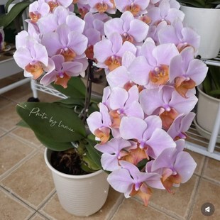 蝴蝶兰图尔坎2.8寸杯带双花剑