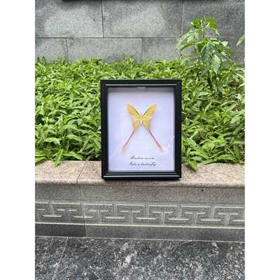 长尾大蚕蛾真蛾子标本家居装饰画课桌摆件生日圣诞节创意礼物