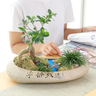 拼造景文竹 发财树小榕树花盆陶瓷大号仿石盆景盆家用粗陶创意个性