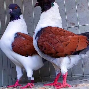 纯种巨型元宝鸽子活公母一对大体种鸽幼鸽观赏宠物肉鸽包下蛋