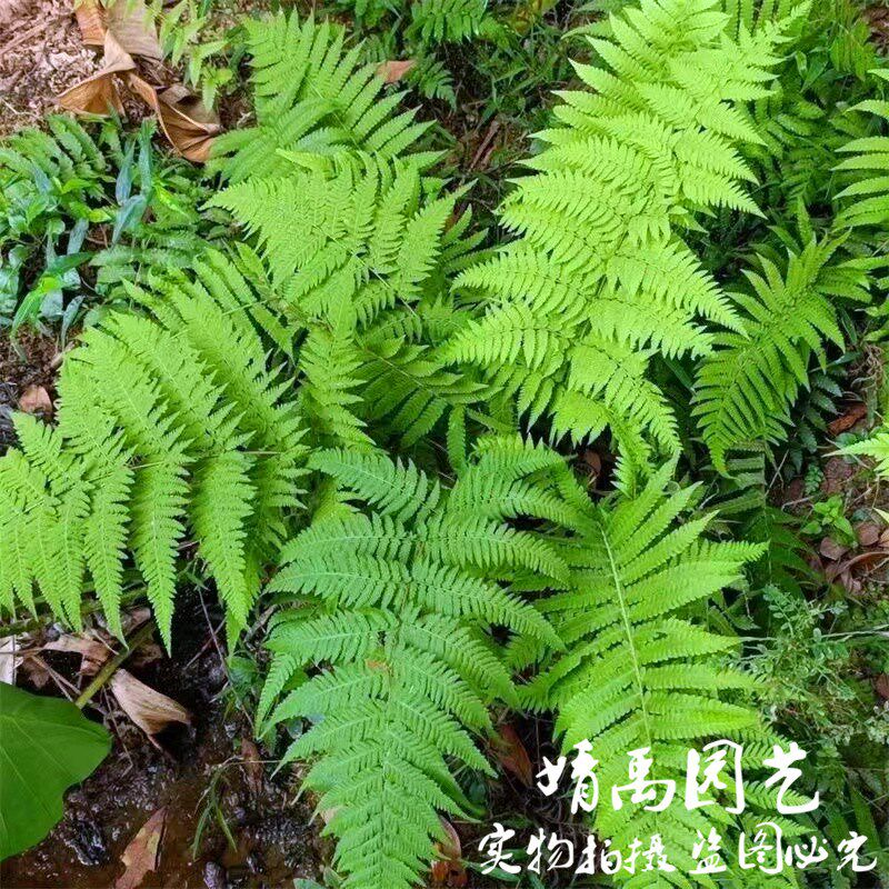 针毛蕨 大型耐i寒蕨类室内阳台盆栽庭院花境耐阴宿根植物观叶好养