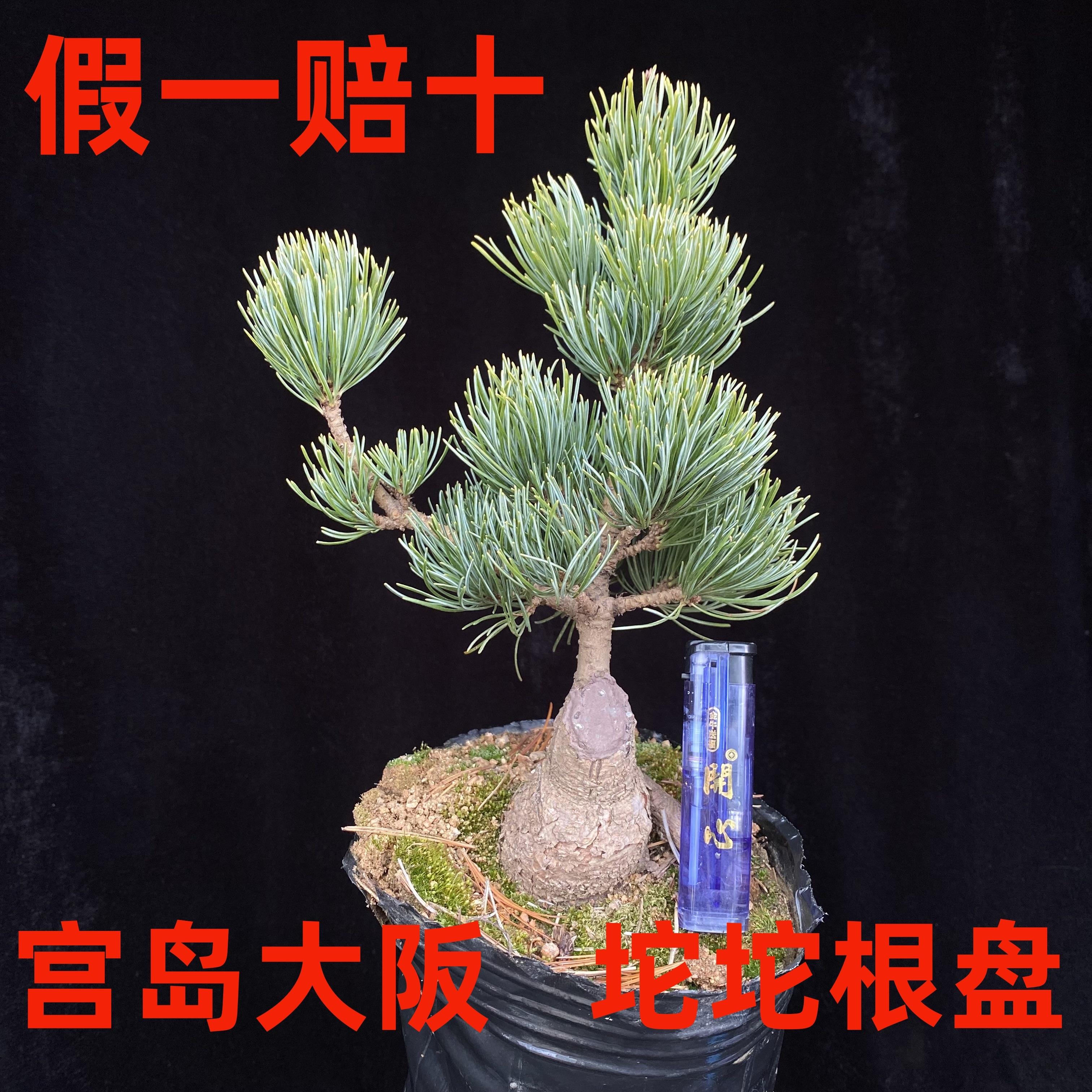 日本短针五针松宫岛大坂松金针大阪杨梅大阪白玉皇盆景嫁接素材苗