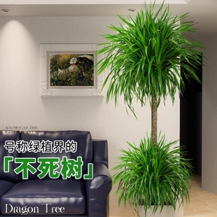 龙血树大型室内盆栽多头龙须树绿植物客厅大棵网红血龙树造型盆景