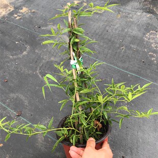 重瓣黄木香常绿无刺藤本花卉攀爬花苗庭院室外花架拱门爬藤植物