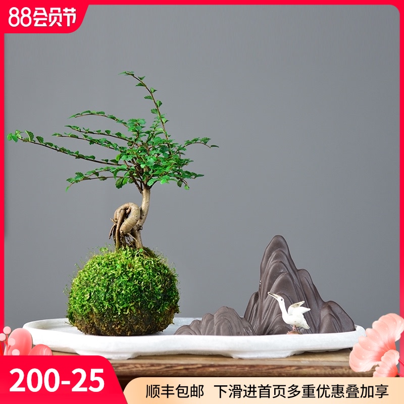 榆树苔玉水培胧月金钱菖蒲盆栽植物室内花茶几桌面四季好养小盆景
