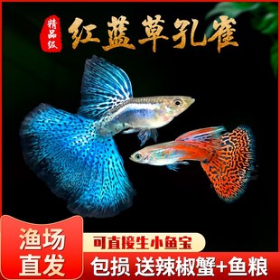 孔雀鱼精品纯种凤尾鱼红草尾蓝草尾缎带可繁殖热带淡水鱼孕母临产