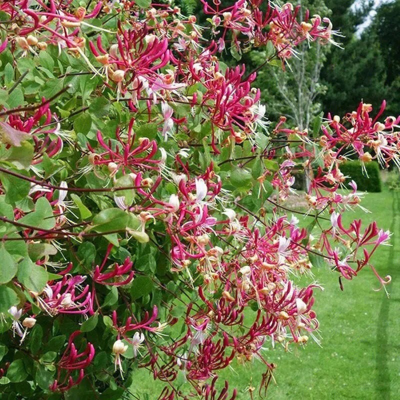 四季金银花盆栽京九红金银花爬藤可食用庭院阳台植物耐寒耐热植物