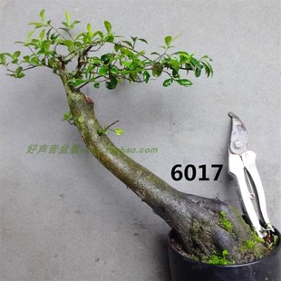 金弹子金蛋子黑塔子棘柿金胆子盆景盆栽桩熟桩公树雄树桩雄桩