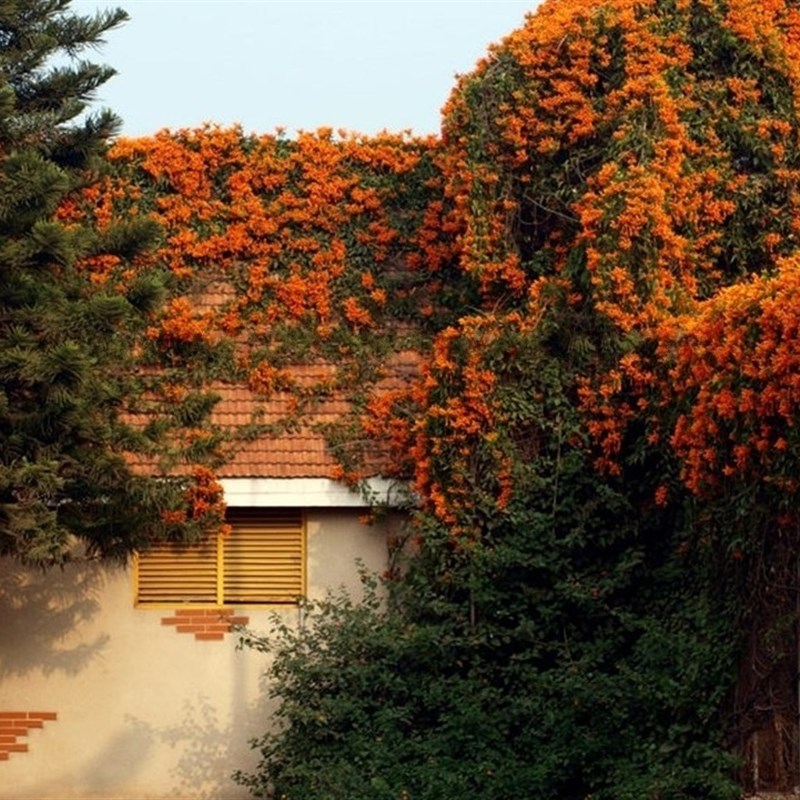 攀援花卉鞭炮花苗 炮仗花爬藤植物 红爆竹花围墙花 当年开花大苗