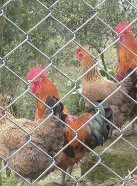 钢热防HXL浸镀锌钢丝围栏养殖网圈网地狗笼牛羊猪栅栏户外锈不锈