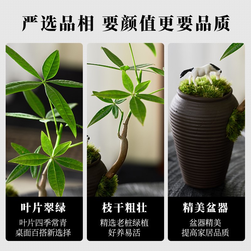 单枝发财树新中式禅意盆栽桌面造型盆景四季好养室内招财绿植摆件