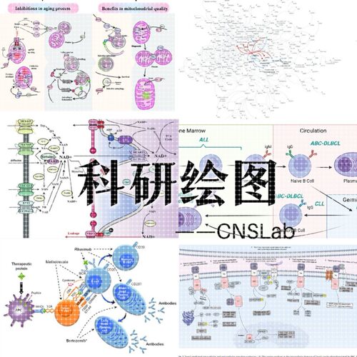 科研绘图封面通路生物材料医学结构SCI作图机制图子刊一区核心