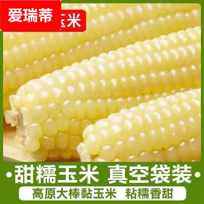 东北直发甜玉米220-300根白糯玉米软糯拉丝新鲜真空包装甜糯玉米