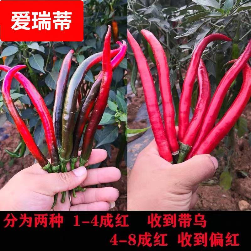 ii现摘新鲜红二荆条红线椒红辣椒5斤农家自种泡椒剁椒包邮红辣椒