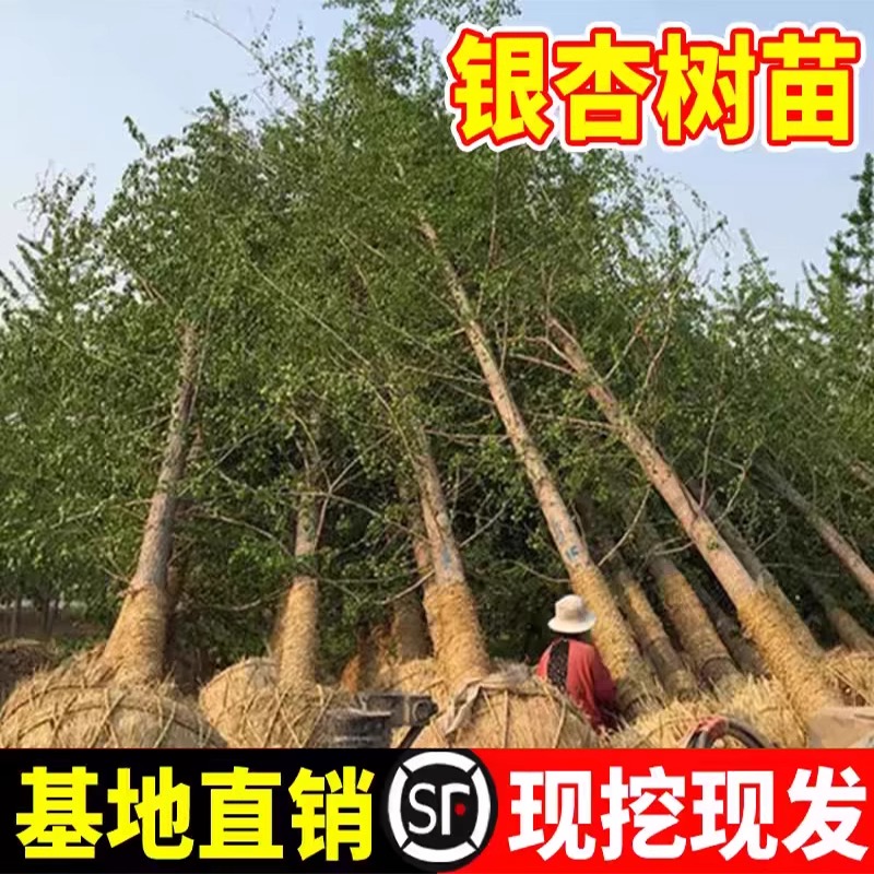 银杏树活苗带土树苗大苗南方北方种植室外白果庭院盆栽绿化风景树