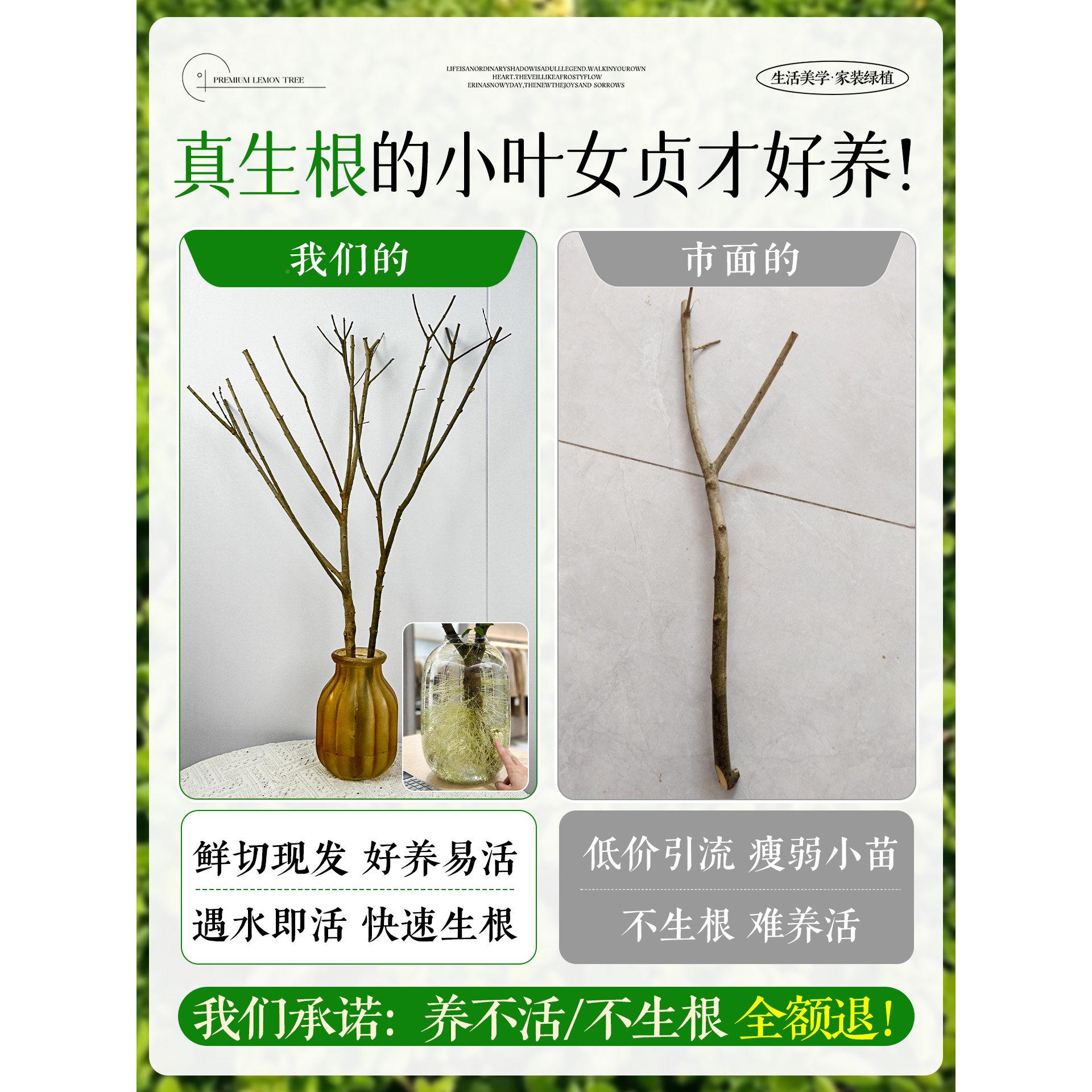 小叶女型贞水培桩造树毛老叶丁香室sxy小叶内枝花卉绿植物四季常