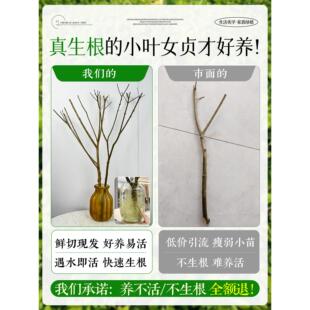 小叶女型贞水培桩造树毛老叶丁香室sxy小叶内枝花卉绿植物四季常