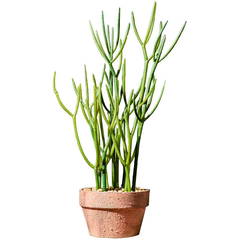 人仿真大型肉植物膨珊瑚多绿植盆栽欧光北棍树仙掌HH1849沙漠植物