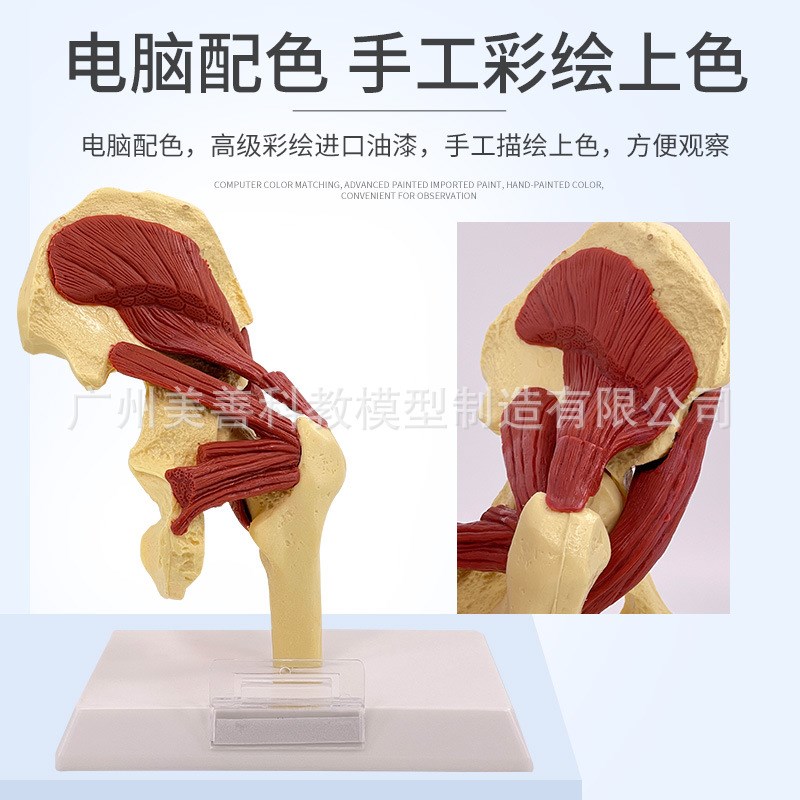 人体膝关节上肢肌肉手臂关节附血管韧带骨骼模型髋关节功能结构