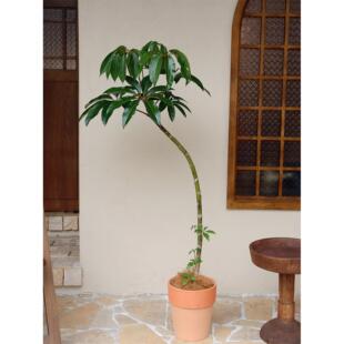 苏太植物日本大叶伞保罗 ins植造型 OJY地客 厅室内落大型绿 大盆