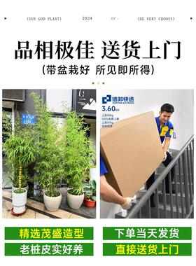 竹子摆盆栽室内客厅花盆大型禄绿植真树季落KEC地件书房盆景四好