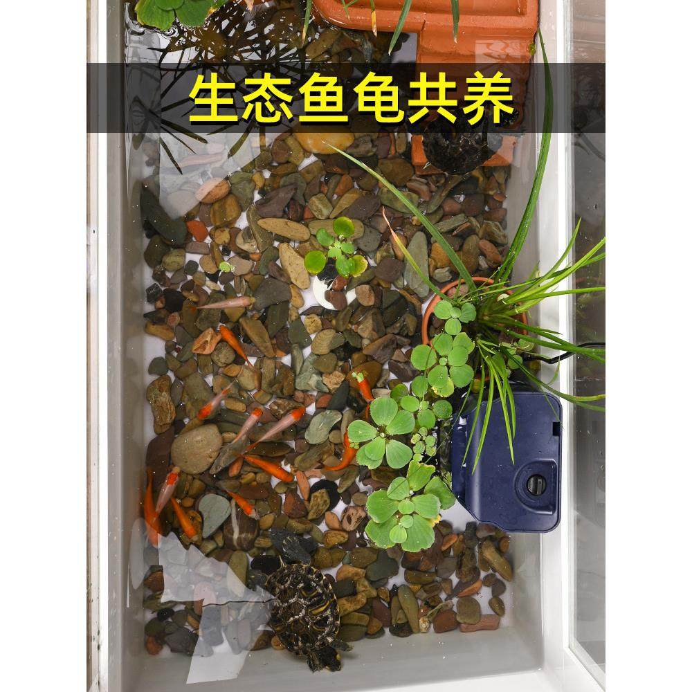 龟箱、243-31田鱼龟养共养梯、大生态景观、深与水池、龟养、水陆,宠物/宠物食品及用品,底柜/落地缸,淘宝优惠券,粉丝福利购,淘宝优惠卷
