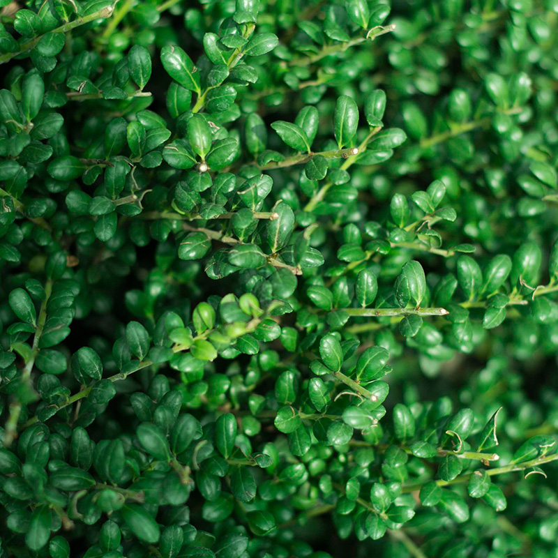 四季常青 龟甲冬青小苗冬青苗大叶冬青树苗彩色苗木大小叶黄杨苗