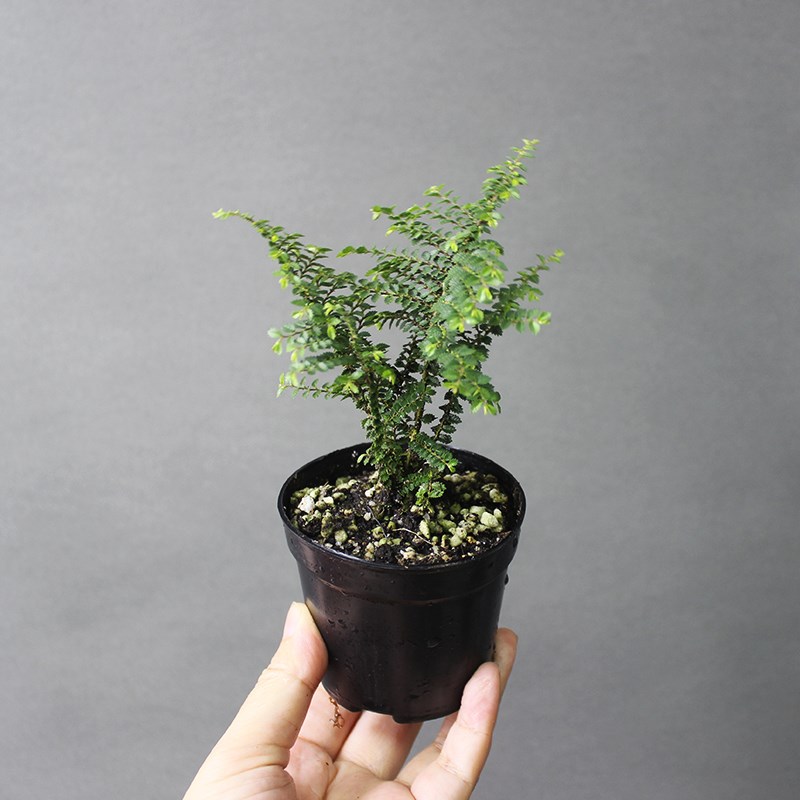 芝麻榆 八房榆 正宗小叶榔榆树苗 微型盆景素材小品盆栽绿植盆栽