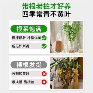 细叶富贵竹水培植物客厅招财水养节节高绿转运竹子特粗杆带根绿植
