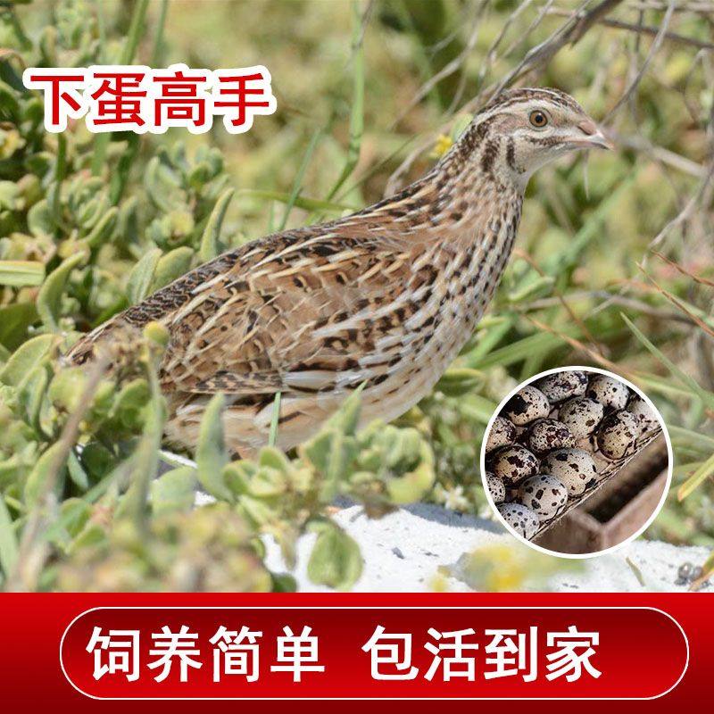 鹌鹑活苗青年天天下蛋鸟繁殖宠物阳台养殖包活产蛋王包邮到家