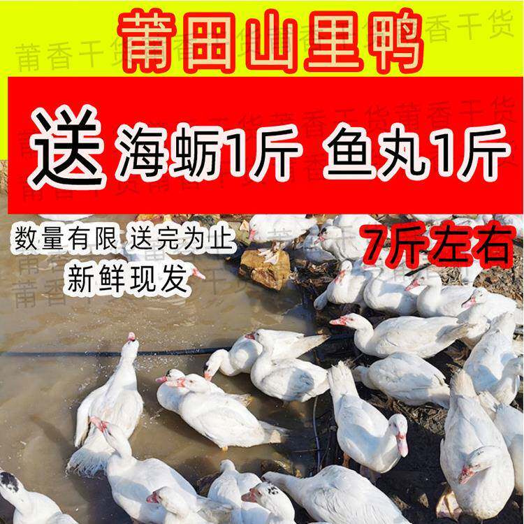 莆田山林散养母正番鸭红脸土鸭子莆田滴露鸭整鸭肉新鲜现发