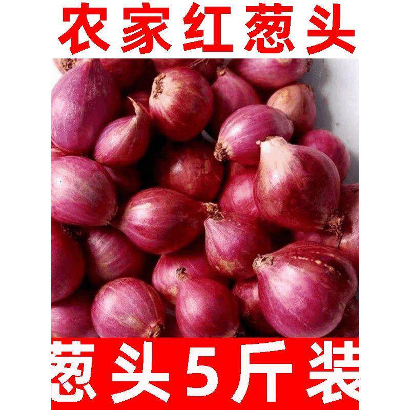 特色红葱头新鲜小香葱种子熬葱油特香食店量大1斤包邮