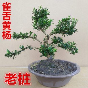 室内绿植造型小叶黄杨树老桩熟桩四季 名贵正宗雀舌黄杨盆景 常青