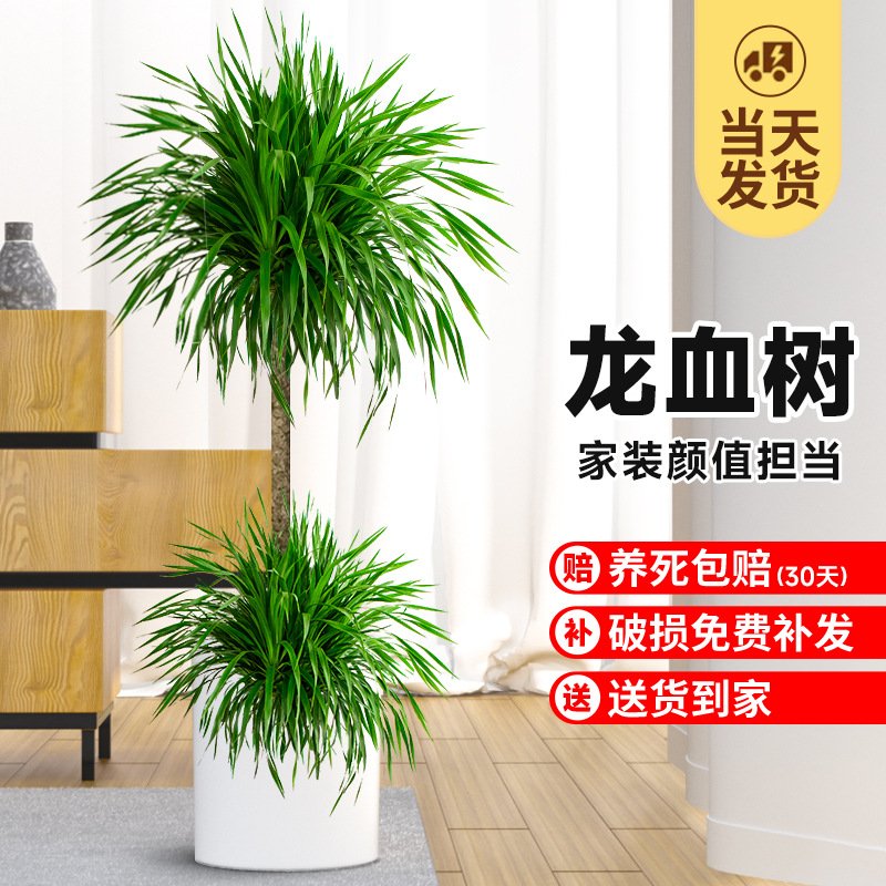精品龙血树绿植室内大型盆栽单杆多头龙须树发财树客厅旺宅盆景