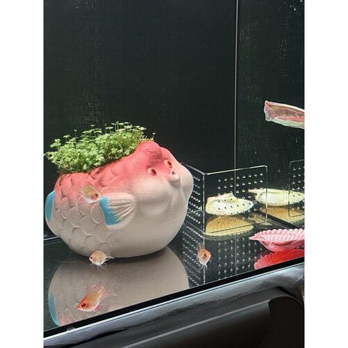 鱼缸造景摆件装饰生态鱼缸可爱嘟嘴小鱼水草养殖小花盆高颜值新