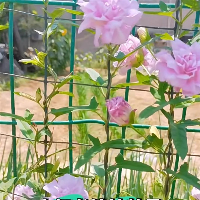 鲁馨花卉  缠枝牡丹花苗 藤牡丹 多年生耐寒耐热藤本宿根花卉