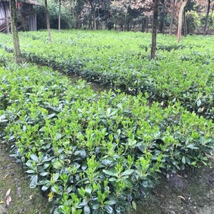 庭院绿化绿化苗木海桐树苗绿篱笆植物围墙占地苗四季常青绿化苗木