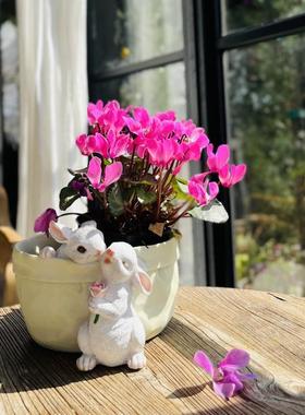 可爱兔子多肉花盆创意个性阳台布置户外庭院摆件花园装饰植物盆栽