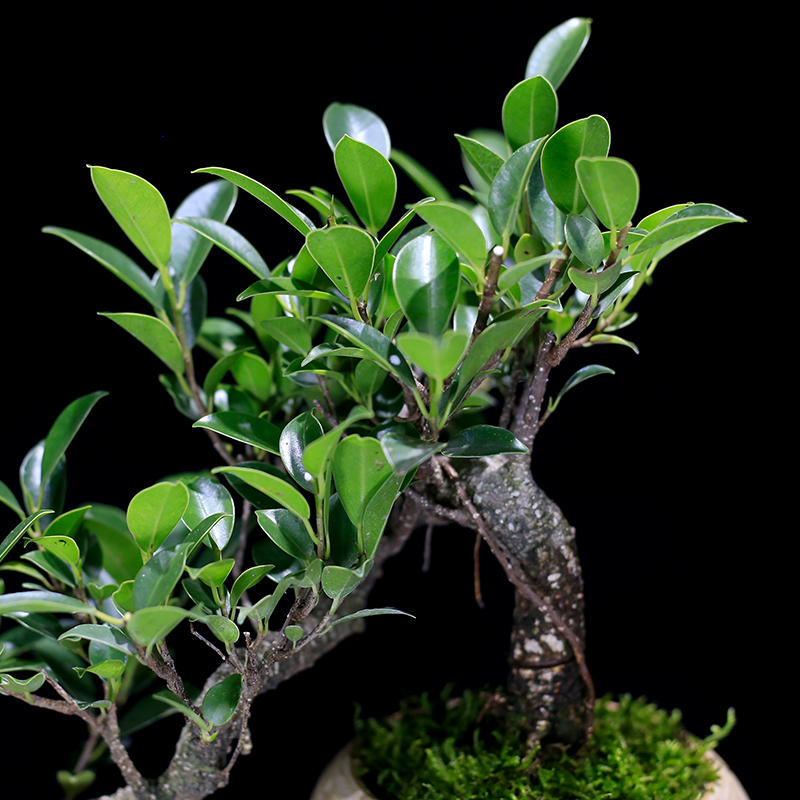 榕树盆景植物造型老桩树桩室内茶几客厅办公室前台桌面绿植盆栽