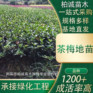 盆栽茶梅小苗绿化道路工程苗木规格齐全地被基地植物厂家