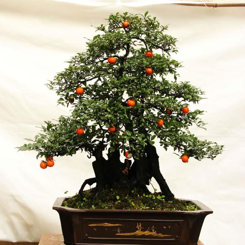 灌木金弹子盆景苗金弹子树苗 金弹子小苗 金弹子盆景素材苗