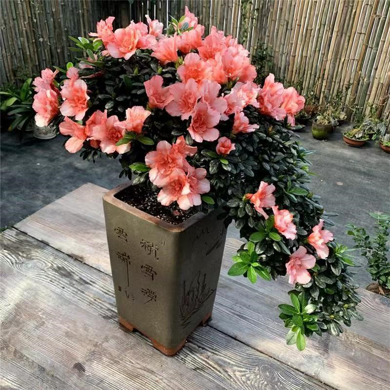 迎客松造型长70公分杜鹃花盆栽悬崖杜鹃四季常青植物年宵花好养