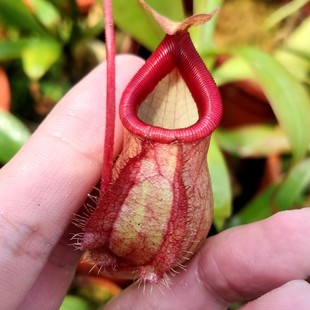 11.16周二食虫草拖拖店直播八捕蝇草猪笼草茅膏菜瓶子草食虫植物