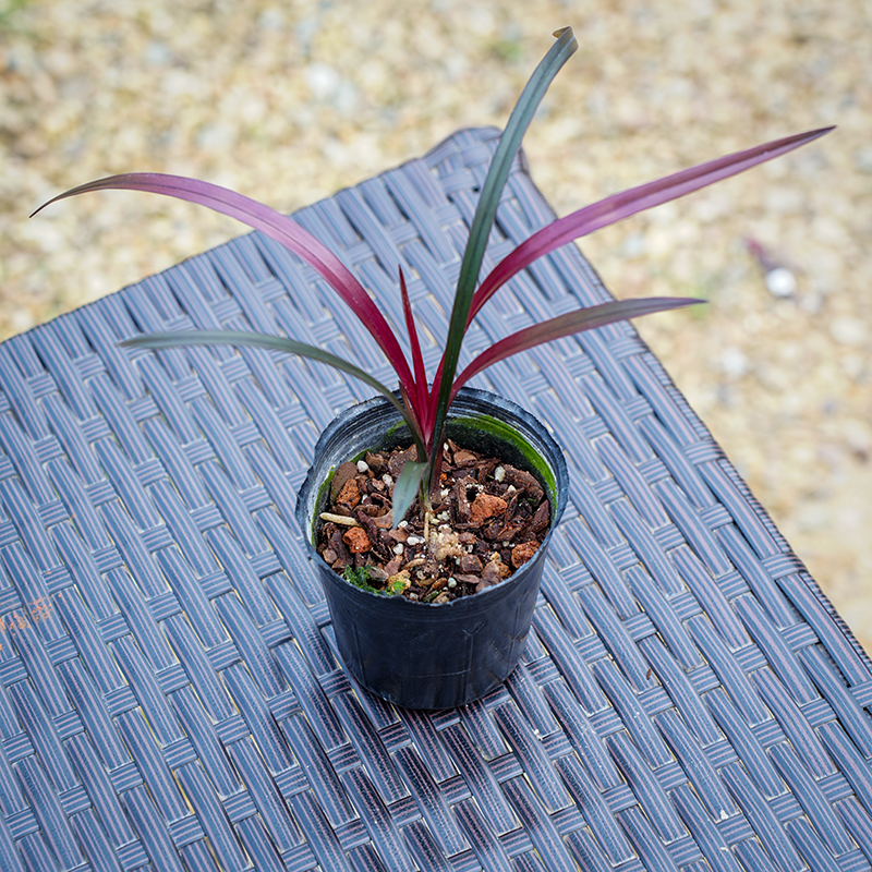 红草红荷名贵迷你矮种兰花苗四季好养红花网红小盆栽室内客厅茶几